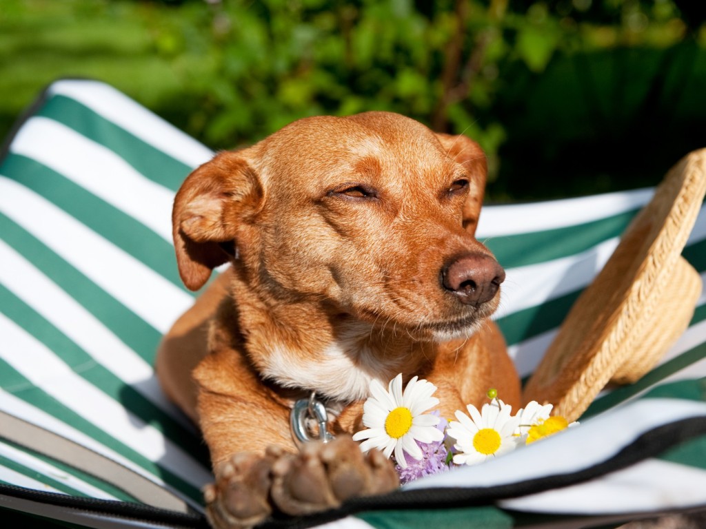 5 extra kutyaház kiegészítő, amitől minden nap nyaralás lesz a kutyádnak