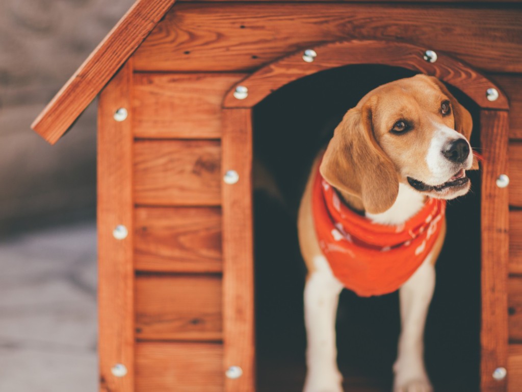 5 ismertető, amiről azonnal felismered a tartós kutyaházat