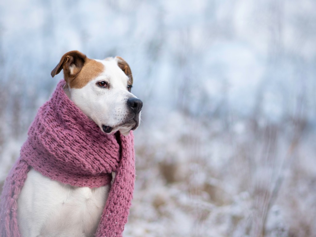 5 ötlet, hogy télen se fázzon a kutyád