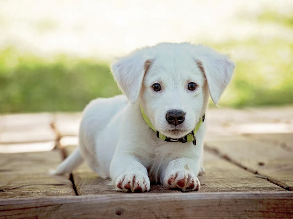 5 ok, amiért nem éri meg a „szereld magad kutyaházakkal” szenvedni