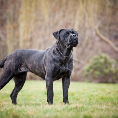 Cane Corso